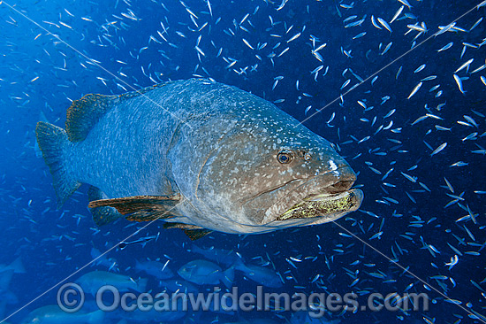 Queensland Groper photo Queensland Groper photo