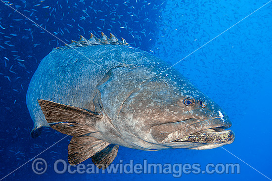 Queensland Groper at Yongala Shipwreck photo Queensland Groper at Yongala Shipwreck photo