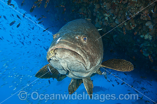 Queensland Groper Epinephelus lanceolatus photo Queensland Groper Epinephelus lanceolatus photo