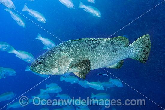 Queensland Groper at Yongala Shipwreck photo Queensland Groper at Yongala Shipwreck photo