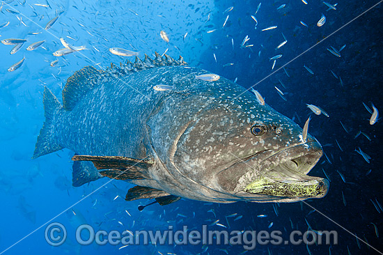 Queensland Groper Epinephelus lanceolatus photo Queensland Groper Epinephelus lanceolatus photo