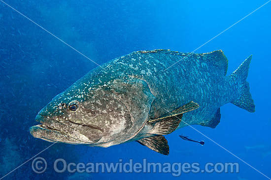 Queensland Groper photo Queensland Groper photo