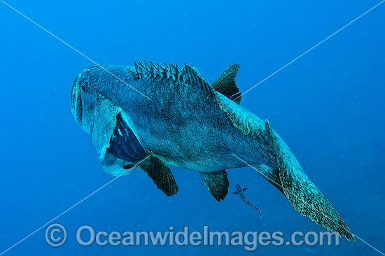 Queensland Groper at Yongala Shipwreck photo Queensland Groper at Yongala Shipwreck photo