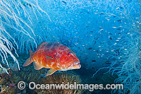 Coral Trout at Yongala Photo - Gary Bell
