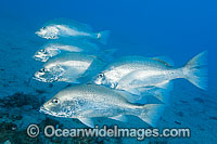 Mangrove Jack under SS Yongala Photo - Gary Bell