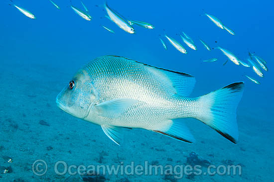 Red Emperor Lutjanus sebae photo