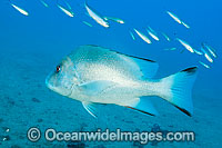 Red Emperor Lutjanus sebae Photo - Gary Bell