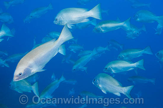 Schooling Sea Perch photo