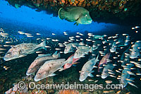 Painted Sweetlips and wrasse at Yongala Photo - Gary Bell