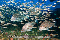 Painted Sweetlips under Yongala Photo - Gary Bell