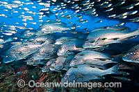 Painted Sweetlips and Cardinalfish at Yongala Photo - Gary Bell