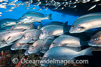 Schooling Painted Sweetlips at Yongala Photo - Gary Bell