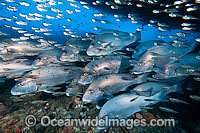Schooling Painted Sweetlips and Cardinalfish at Yongala Photo - Gary Bell