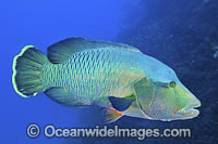 Napolean Wrasse at Yongala Shipwreck Photo - Gary Bell