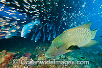 Napolean Wrasse, Sweetlips and Cardinalfish Photo - Gary Bell