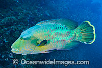 Napolean Wrasse at Yongala Shipwreck Photo - Gary Bell