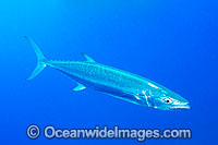 Wahoo Mackeral Photo - Gary Bell