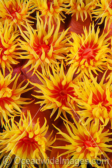 Sunshine Coral photo Sunshine Coral photo
