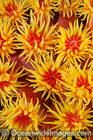 Sunshine Coral Photo - Gary Bell