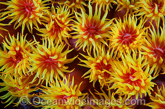 Sunshine Coral Tubastrea sp. photo Sunshine Coral Tubastrea sp. photo