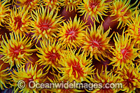 Sunshine Coral Photo - Gary Bell