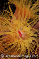 Sunshine Coral polyp detail Photo - Gary Bell