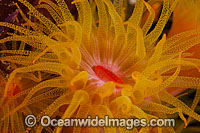 Sunshine Coral Photo - Gary Bell