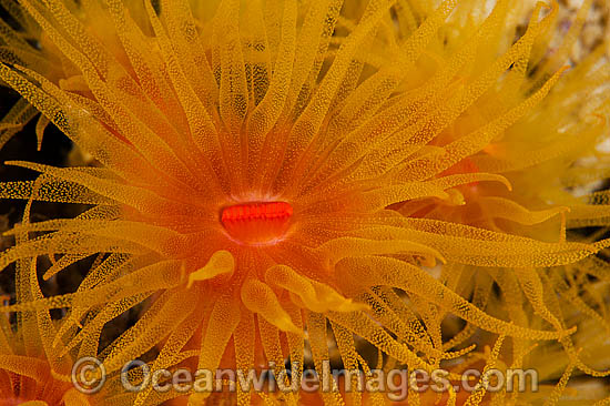 Sunshine Coral polyp detail photo