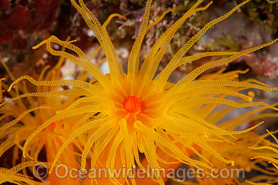 Sunshine Coral photo Sunshine Coral photo