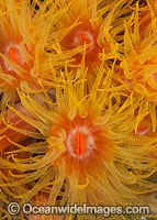 Sunshine Coral polyp detail Photo - Gary Bell