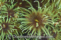 Tubastraea micrantha Photo - Gary Bell