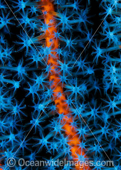 Whip Coral Ellisella sp. photo Whip Coral Ellisella sp. photo