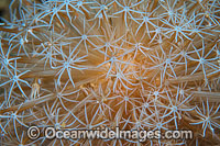 Soft Coral Eleutherobia sp. Photo - Gary Bell