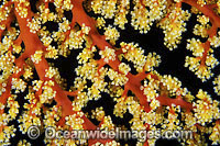 Fan Coral Siphonogorgia sp. Photo - Gary Bell