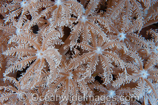 Soft Coral Anthelia sp. photo Soft Coral Anthelia sp. photo