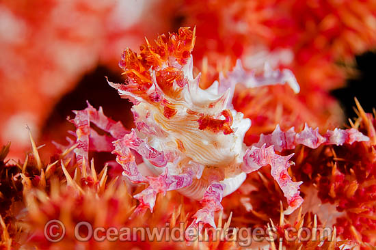 Candy Crab Hoplophrys oatesii photo Candy Crab Hoplophrys oatesii photo