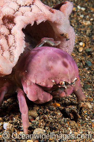 Sponge crab with Hat photo Sponge crab with Hat photo