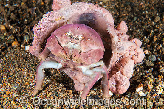 Sponge crab with Sponge Hat photo Sponge crab with Sponge Hat photo