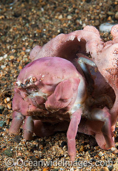 Sponge crab with Hat photo Sponge crab with Hat photo