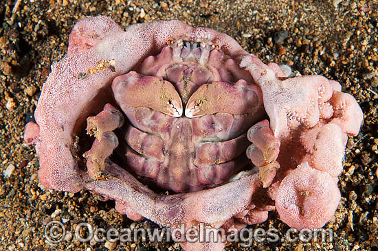 Sponge crab with Sponge Hat photo Sponge crab with Sponge Hat photo