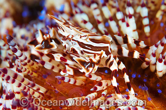 Zebra Urchin Crab on Fire Urchin photo Zebra Urchin Crab on Fire Urchin photo
