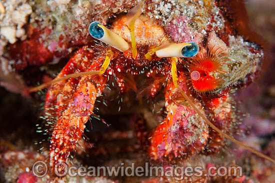 Hermit Crab in Sea shell photo Hermit Crab in Sea shell photo