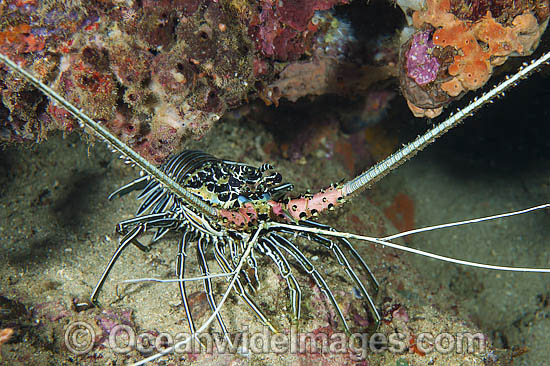 Painted Crayfish Panulirus versicolor photo Painted Crayfish Panulirus versicolor photo