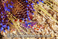 Cleaner Shrimp on Fire Urchin Photo - Gary Bell