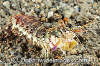 Mantis Shrimp Odontodactylus latirostris Photo - Gary Bell