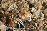 Mantis Shrimp Photo - Gary Bell