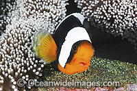 Panda Clownfish with eggs Photo - Gary Bell