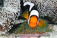 Panda Clownfish with eggs Photo - Gary Bell