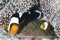 Panda Clownfish with eggs Photo - Gary Bell
