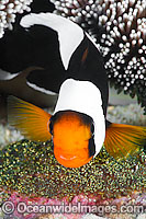 Panda Clownfish with eggs Photo - Gary Bell